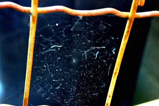 fenced in web