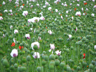 Opium Field?