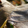 Leaf Macro