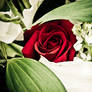 Red Rose