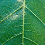 Green Leaf Macro