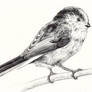 Longtailed Tit Sketch