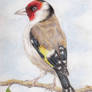 Goldfinch on a Branch