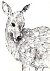 Rough Fawn