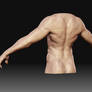 Human body back view