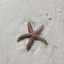 Starfish