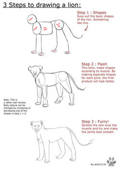 Lion Anatomy tutorial