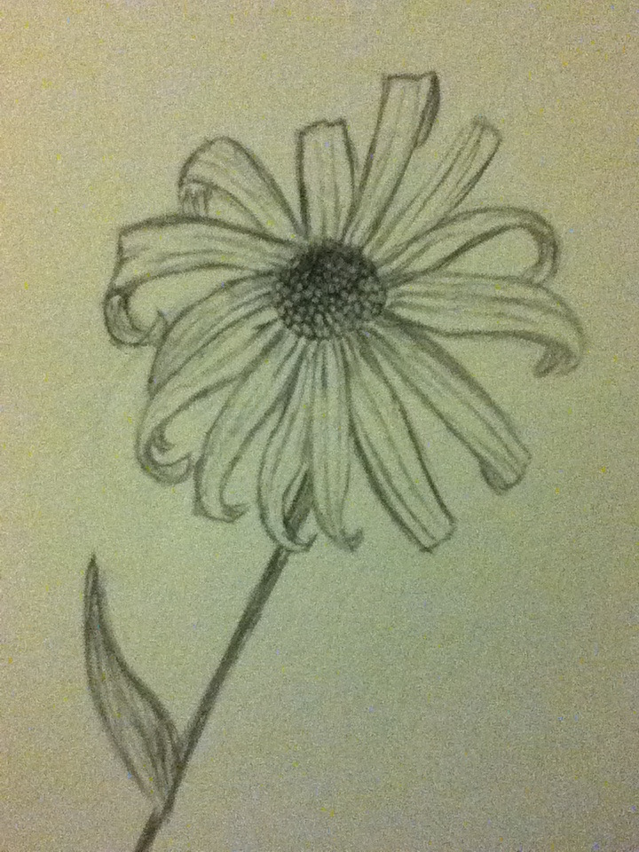 Flower Sketch