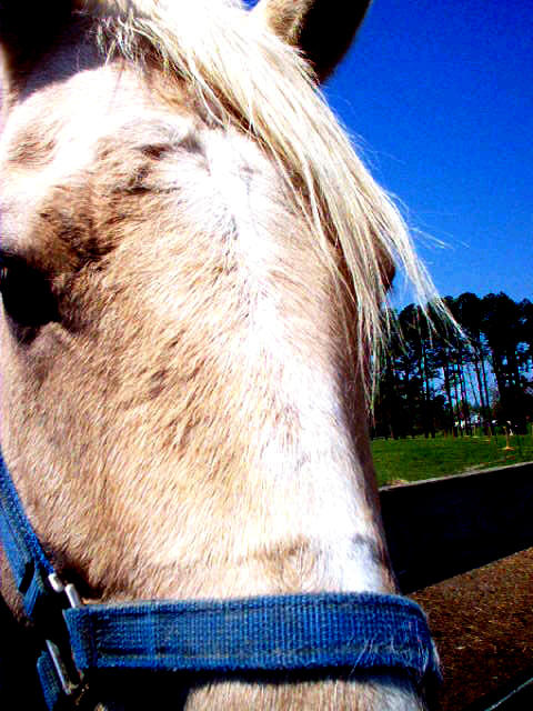 Ginger by keragin on DeviantArt