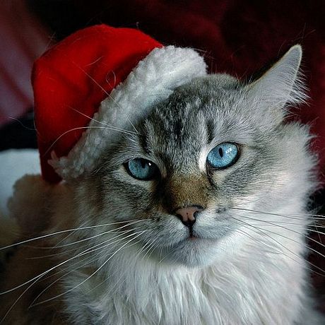 Santa Cat