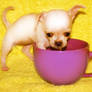 Cup O Pup