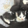 More of Donna's kittens (1)