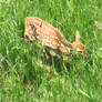 Baby Fawn