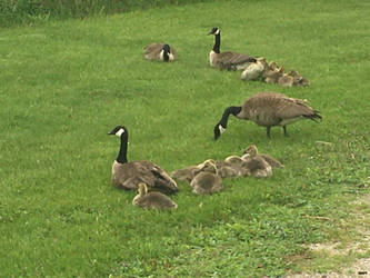 Canadian Geese and their babies