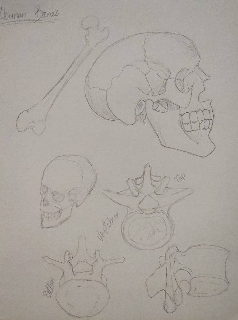 Human Anatomy Doodle: Skulls and Bones by witchypooh713 on DeviantArt