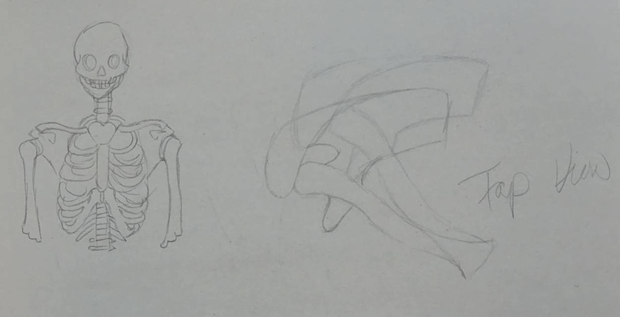 Human Anatomy Doodle: Skelton by witchypooh713 on DeviantArt