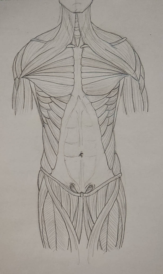 Human Anatomy Doodle: Front Muscles by witchypooh713 on DeviantArt