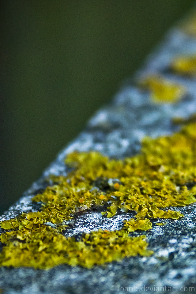 Moss Texture