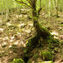 Brook under a tree