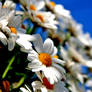 Daisies in blue.