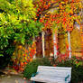 Autumn Bench