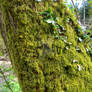 Mossy Trunk