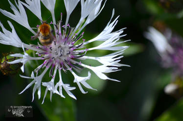 Cupped In The Petals