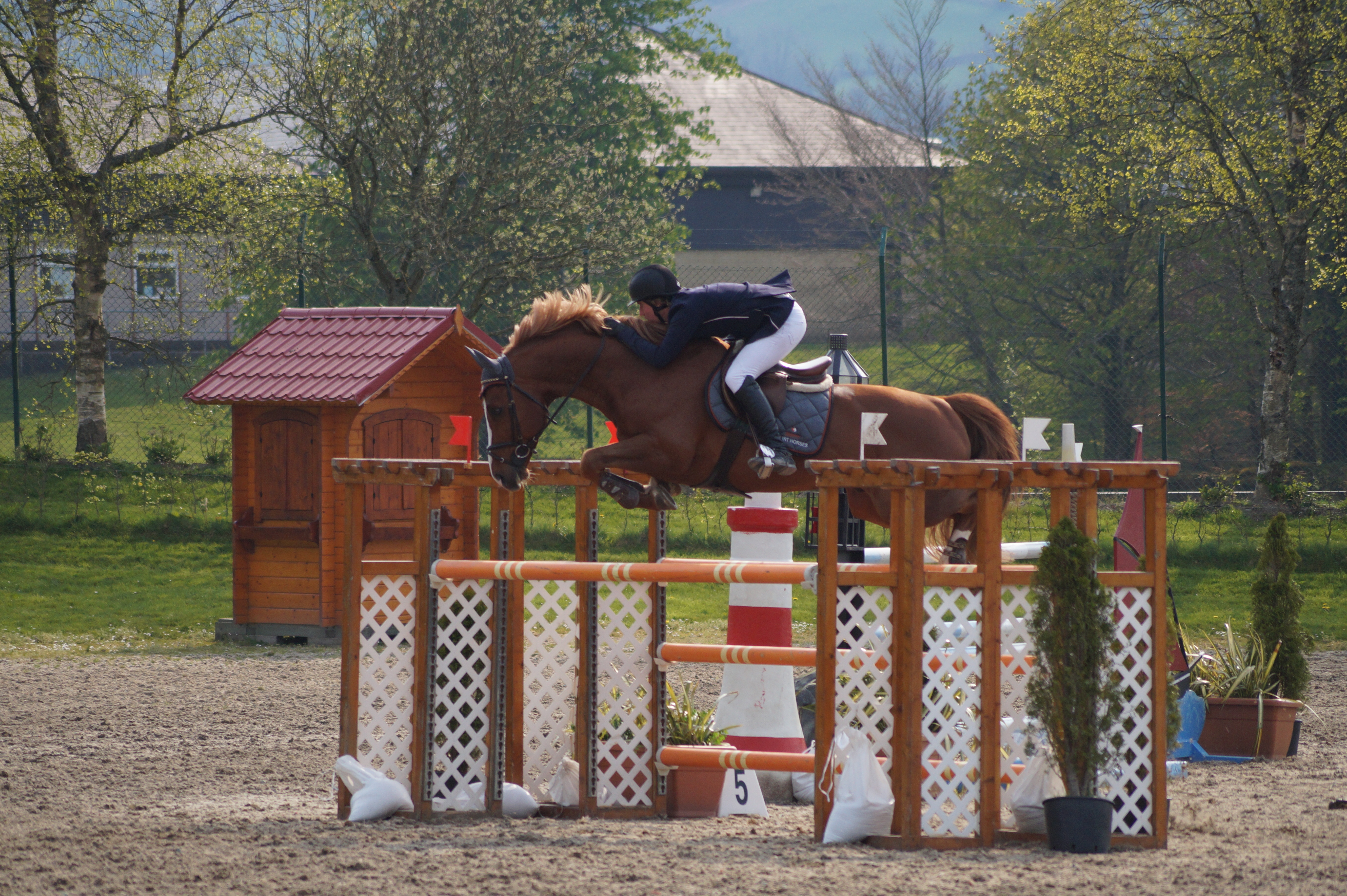 Chestnut Horse - Show Jumping stock - 11.5