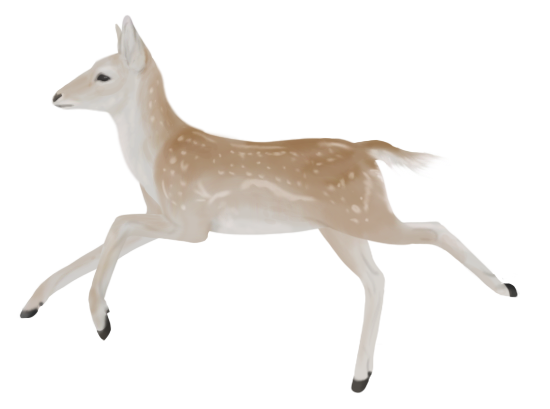 Deer