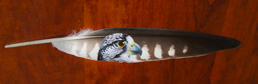 Peregrine falcon feather