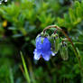 Water-covered flower