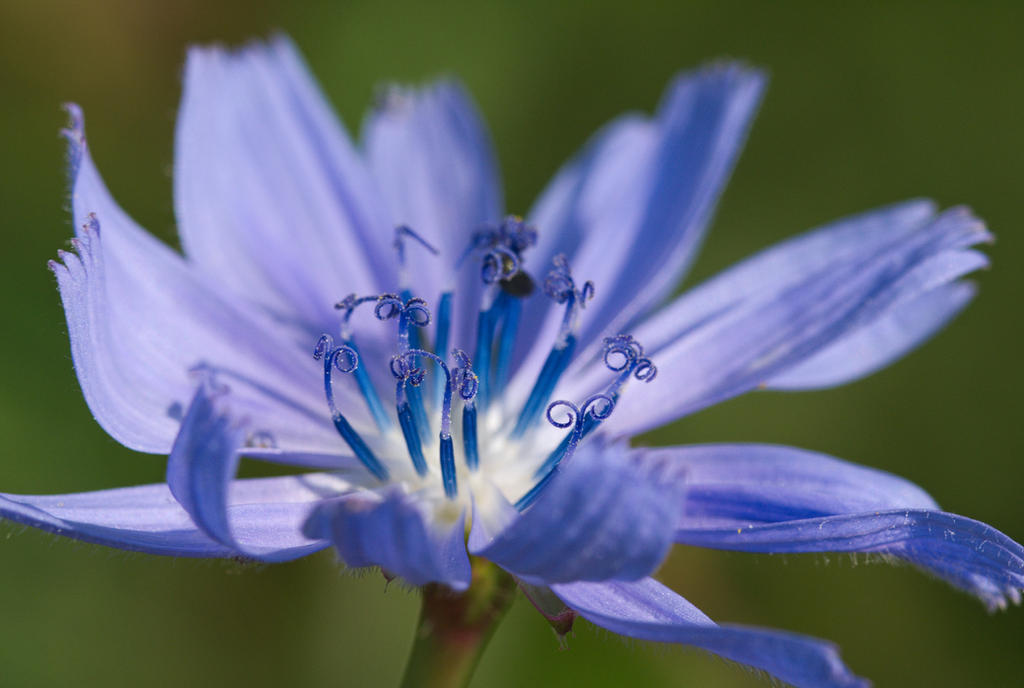 Cornflower