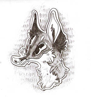 Vulpes vulpes