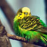 budgie