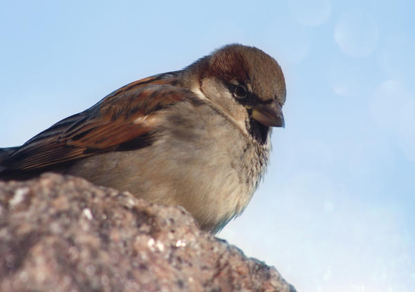 sparrow