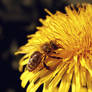 bee