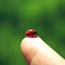 ladybug