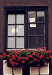 window by cloe-may