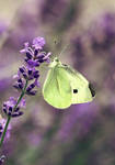 cabbage butterfly by cloe-may