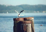 gull by cloe-may