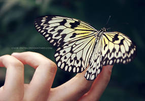 butterfly 4