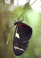 butterfly 9
