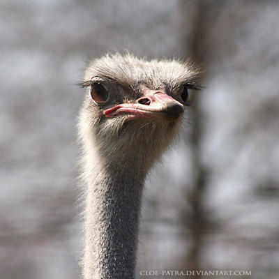 ostrich