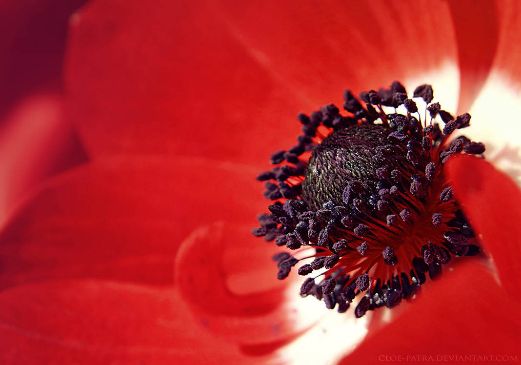 red flower by cloe-may