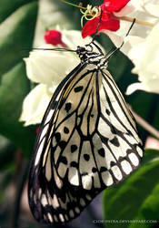 butterfly 10