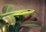 snake