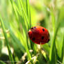 ladybug