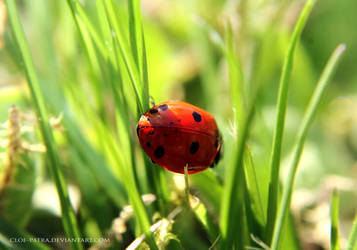 ladybug by cloe-may