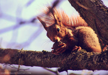 red squirrel by cloe-may