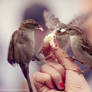 sparrows